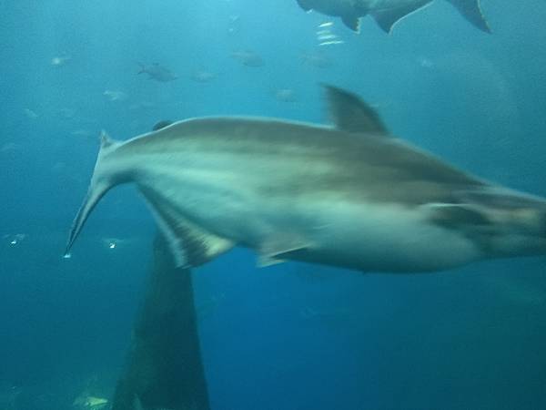 隧道(廊開水族館 (5).jpg