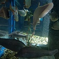 湄公河魚種(廊開水族館 (3).jpg