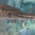 巨滑舌魚，世界上最大的淡水魚之一。可長達3米、重達180公斤 (3).jpg