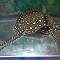 廊開水族館(RIVER STINGRAY.jpg