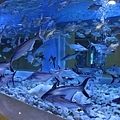 AQUARIUM(NANG KHAI,7.jpg