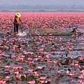 RED LOTUS SEA(December untill March.jpg