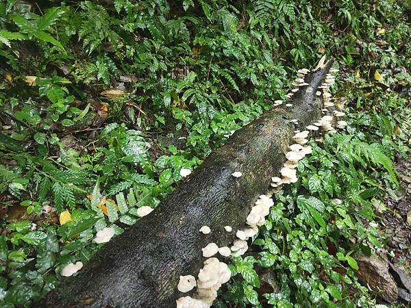 礁溪林美石盤步道 (1).jpg