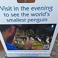 Blue Penguins Pukekura,Harington Point (5).jpg