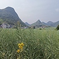 神龍rapeseed flower 油菜花 (3).jpg