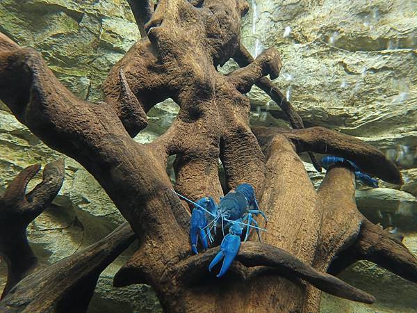 24OCT 十里藍山蟬滿天 百年飯店巡禮(Metropole 24OCT 十里藍山蟬滿天 百年飯店巡禮(Metropole