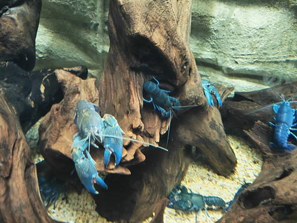 24OCT 十里藍山蟬滿天 百年飯店巡禮(Metropole 24OCT 十里藍山蟬滿天 百年飯店巡禮(Metropole