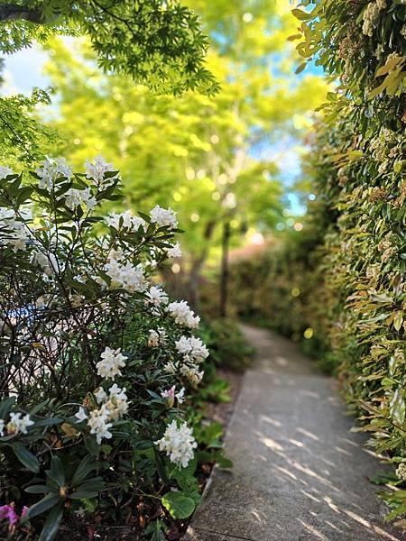 24OCT 十里藍山 蟬滿天 Blue Mountain 百 24OCT 十里藍山 蟬滿天 Blue Mountain 百