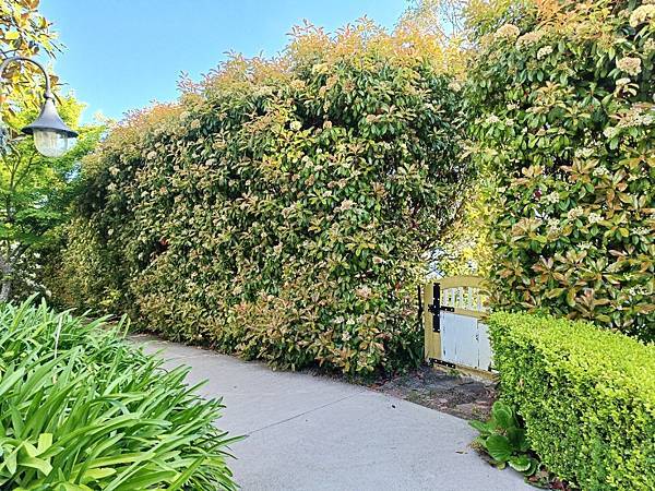 24OCT 十里藍山 蟬滿天 Blue Mountain 百 24OCT 十里藍山 蟬滿天 Blue Mountain 百