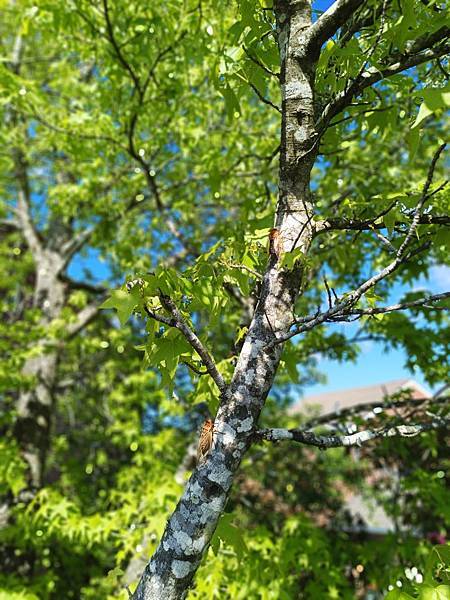 24OCT 十里藍山蟬滿天 百年飯店巡禮(Metropole 24OCT 十里藍山蟬滿天 百年飯店巡禮(Metropole