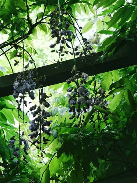 紫藤(lillienfiels.jpg 紫藤(lillienfiels.jpg