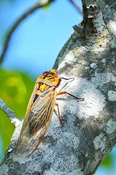 春蟬(blue.jpg 春蟬(blue.jpg