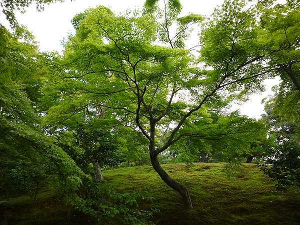 金澤寺22.JPG