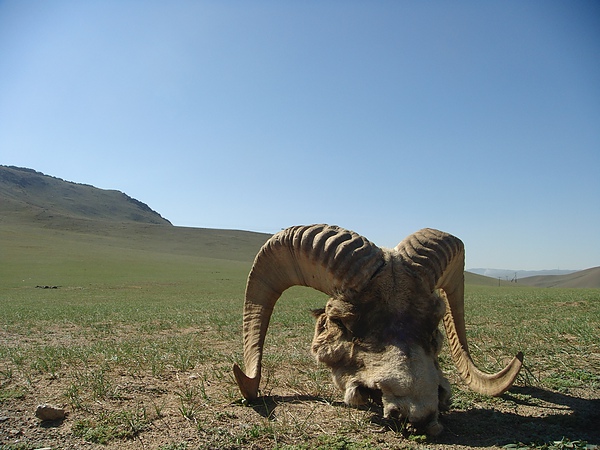 2010蒙古國45.JPG