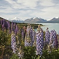 Lupins 07.jpg