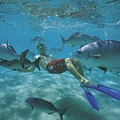 Snorkelling, Lord Howe Island (Photo credit - Don Fuchs).jpg