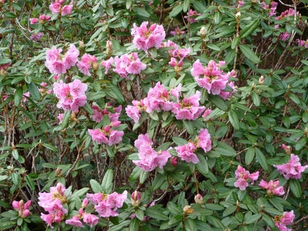 Rhododendron春.jpg