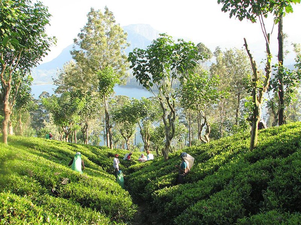 tea plantation,near knady2.jpg