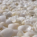 Shell beach3.jpg