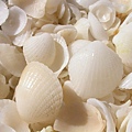 Shell beach2.jpg