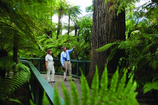 Redwoods at Rainbow Springs.jpg