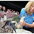 NZ Penguin Encounter - penguin feeding 1.jpg