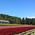 富良野