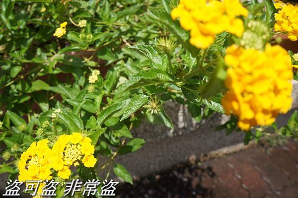 DSC01120.JPG