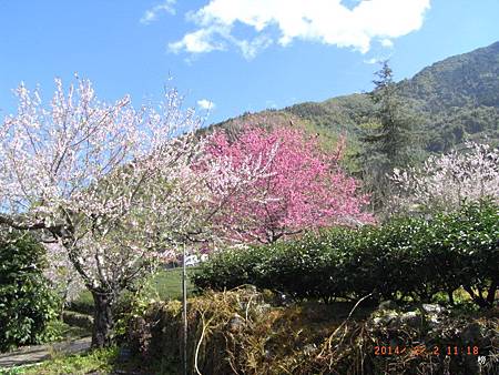 草坪頭賞花行