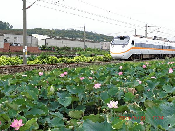 荷碧多妍～荷日君再來