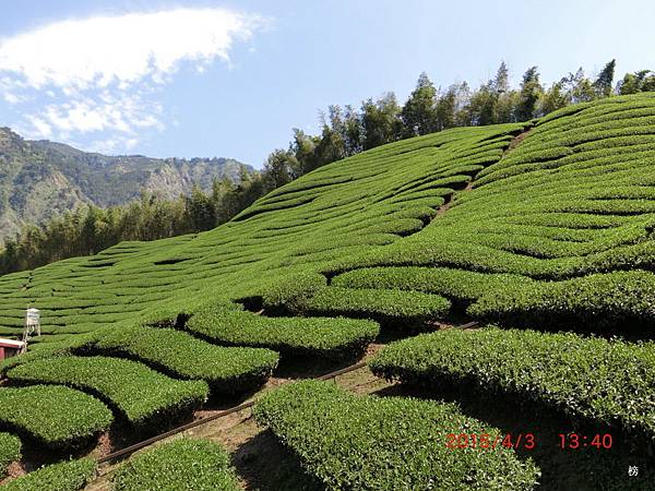 青翠美麗的茶園梯田風光