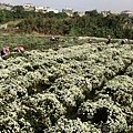 杭菊盛開賞花趣，11月雪初降大地，杭菊採收篇