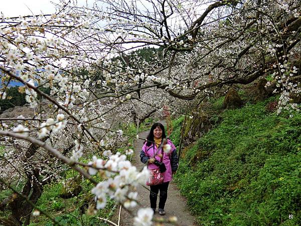 踏雨尋梅梅花秘境~三目獨戶