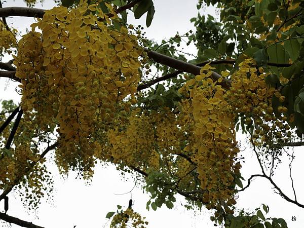 黃金小鎮傳奇~阿勃勒盛開