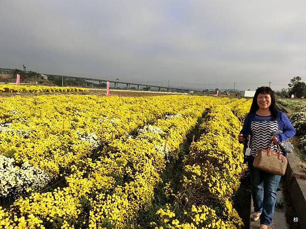 美麗的回憶盛開之杭菊，期待明年在相見