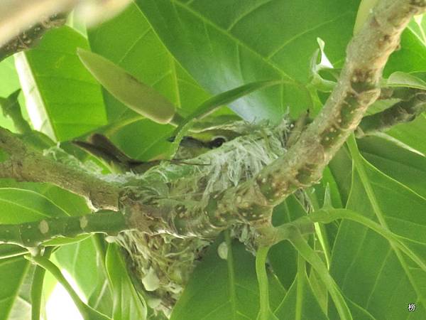 生命的起源~美麗的綠繡眼