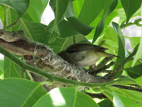 初始的生命~美麗的綠繡眼~趴兔