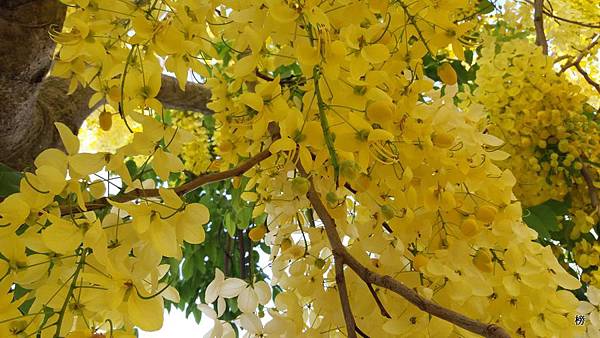 戀戀黃金雨~美麗的阿勃勒