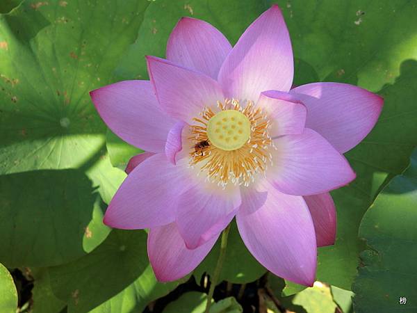 夏戀星荷飄送荷香