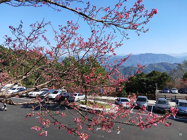 金豬迎新春~協雲宮賞櫻行