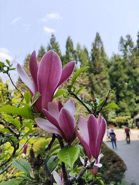 清境梅峰農場後花園之美