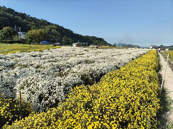 菊祥如芋在山城迴響另一篇美麗的回憶