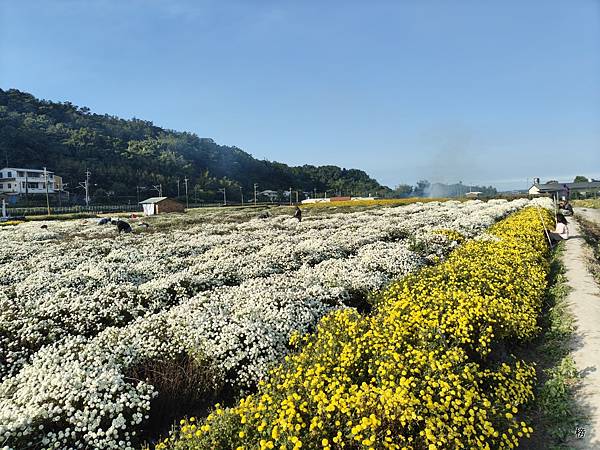 菊祥如芋在山城迴響另一篇美麗的回憶