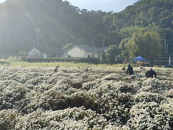 菊祥如芋在山城迴響另一篇美麗的回憶