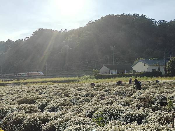 菊祥如芋在山城迴響另一篇美麗的回憶