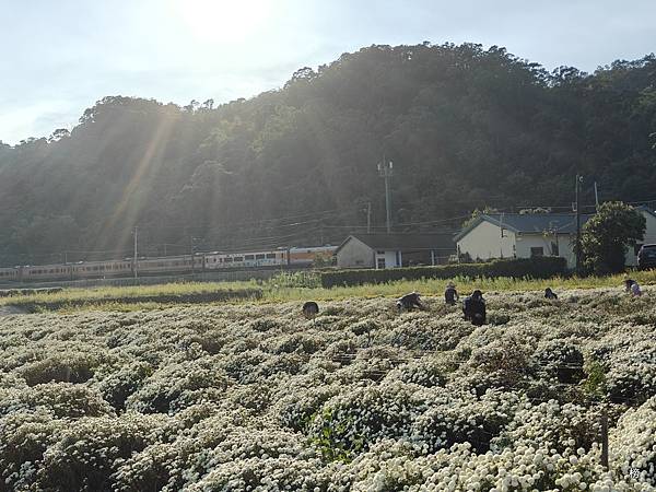 菊祥如芋在山城迴響另一篇美麗的回憶