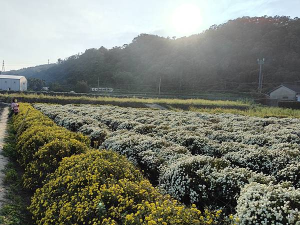 菊祥如芋在山城迴響另一篇美麗的回憶