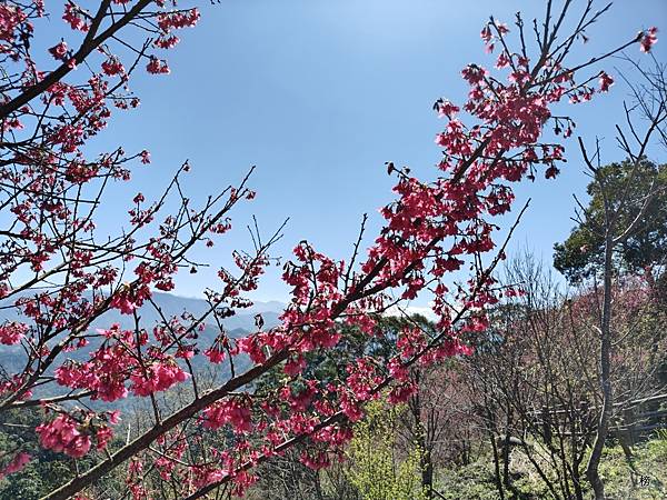 新年新氣象，龍年行春好兆頭，心靈饗宴