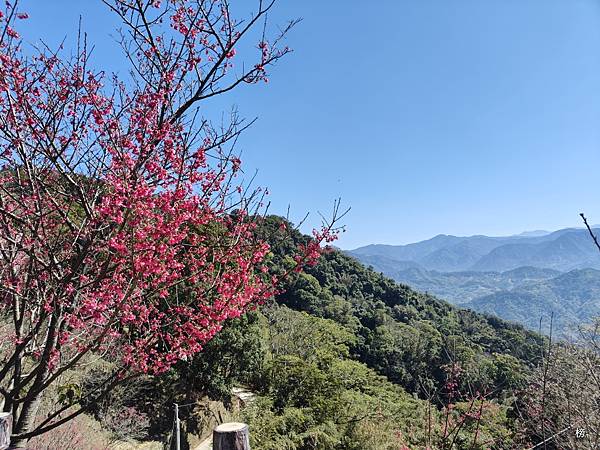 新年新氣象，龍年行春好兆頭，心靈饗宴