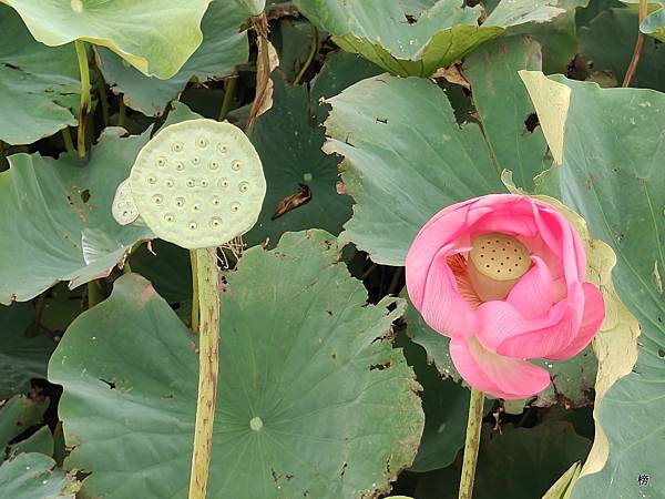 荷顏歡笑，粉紅一族，賞荷歡樂行